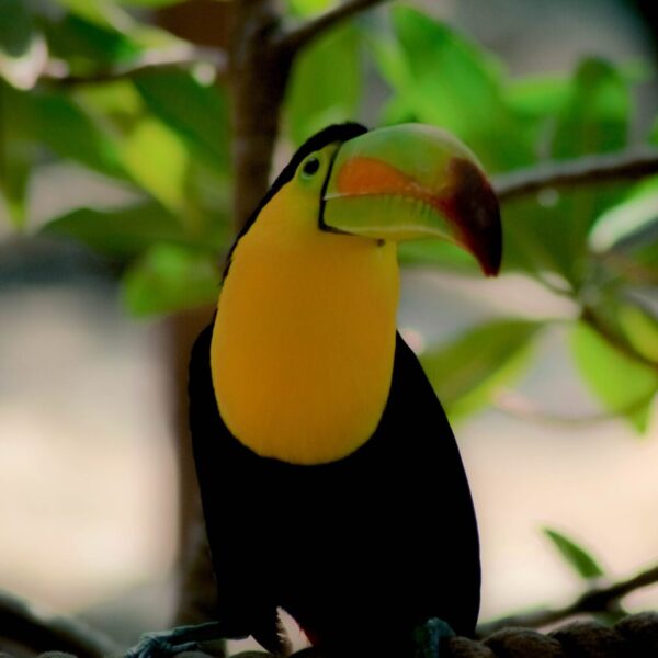 BIRDING AT AGUACATE LAGOON